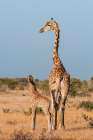 A southern giraffe with a one-week-old calf Mashatu Game Reserve-Botswana Art Print